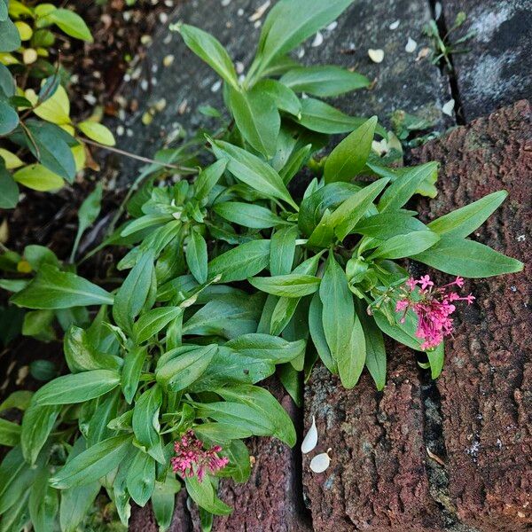 Valeriana rubra Habit