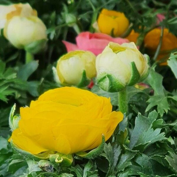 Ranunculus asiaticus عادت