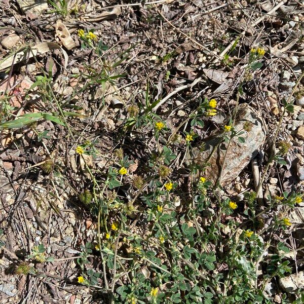 Medicago minima Leht