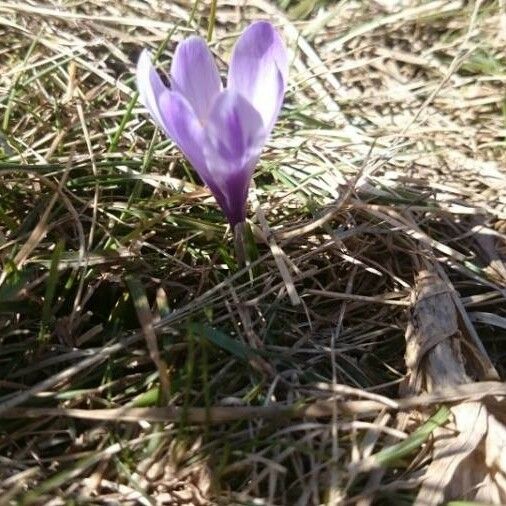 Crocus nudiflorus Flower