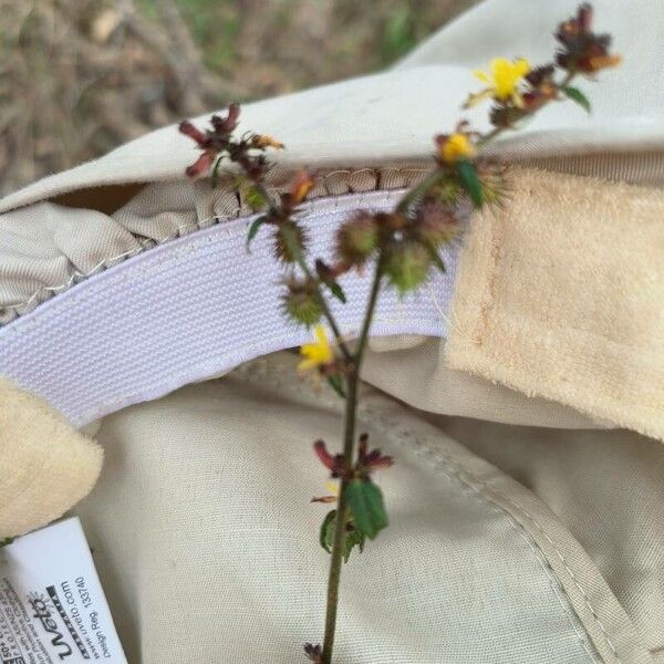 Triumfetta rhomboidea Leaf