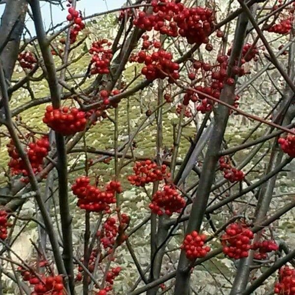 Sambucus racemosa Fruit