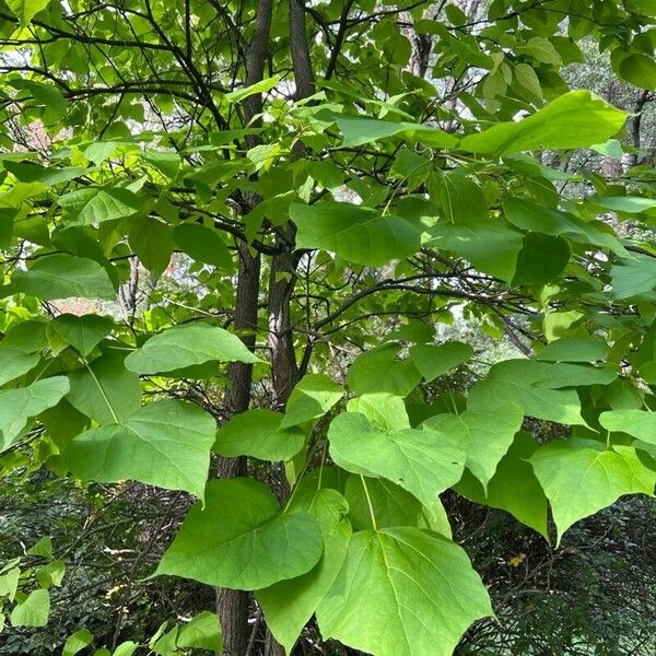 Catalpa speciosa Deilen