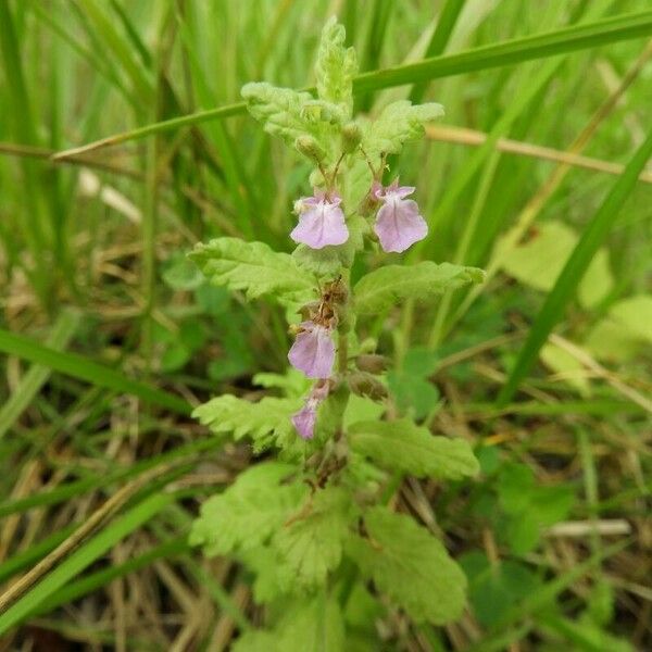 Teucrium scordium Flower