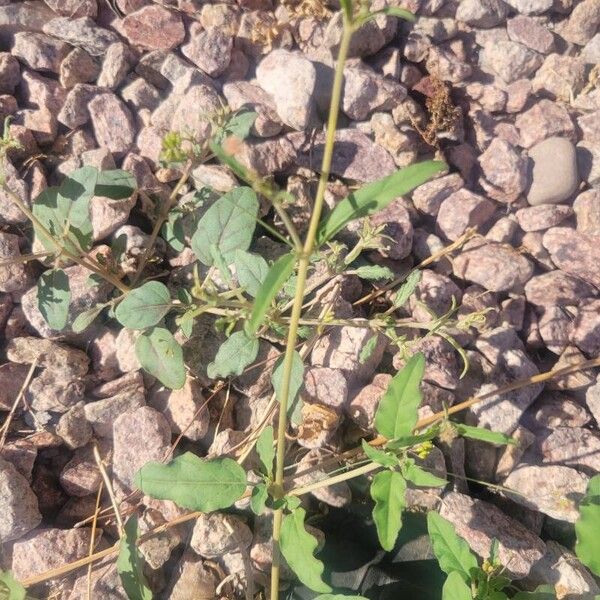 Boerhavia erecta Leaf