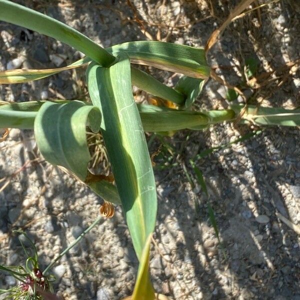 Allium scorodoprasum Leaf