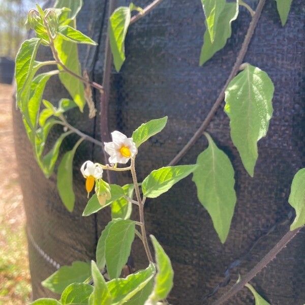 Solanum douglasii Blüte