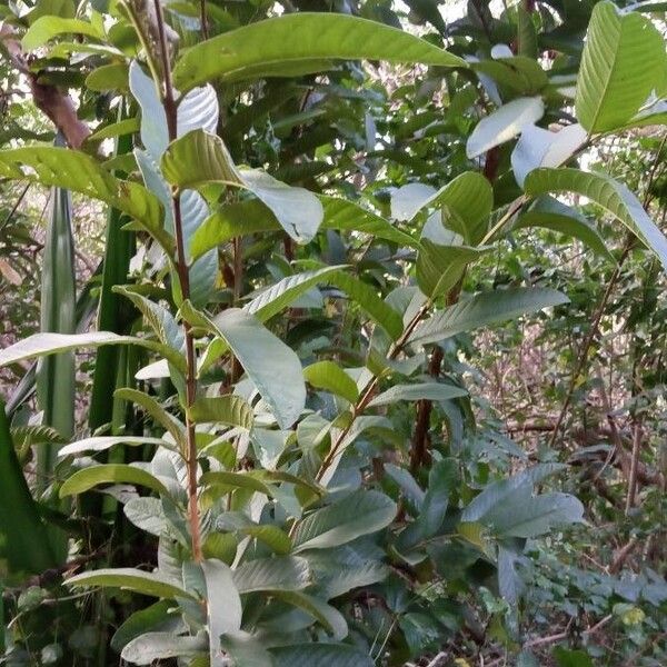 Psidium guajava (Common guava)