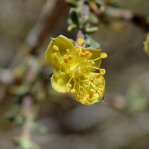 Coleogyne ramosissima Flor