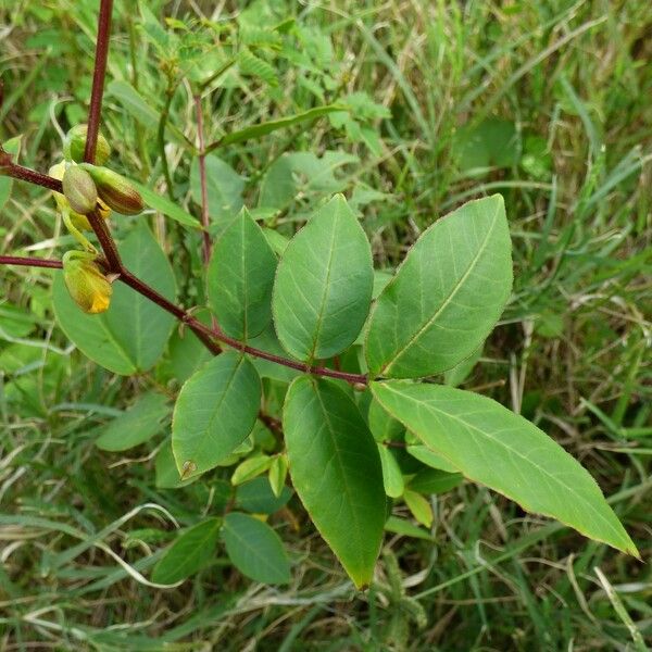 Senna occidentalis Leht