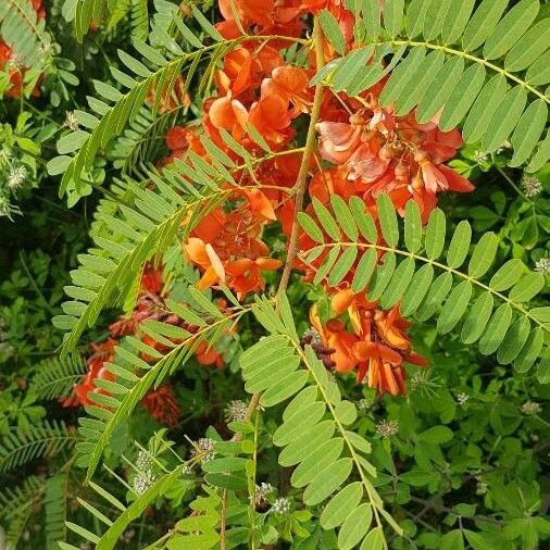 Sesbania punicea Blomst