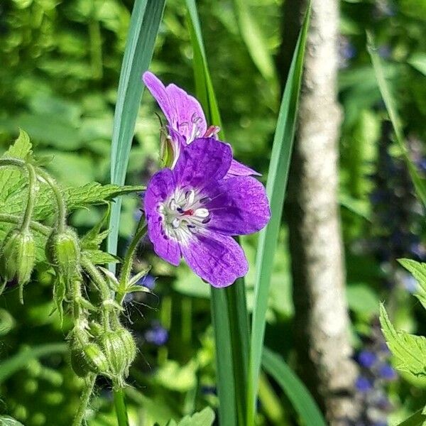 Geranium sylvaticum Flower