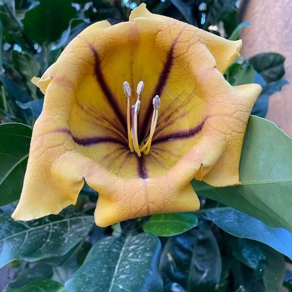 Solandra maxima Lorea