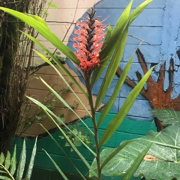 Hedychium coccineum Blüte