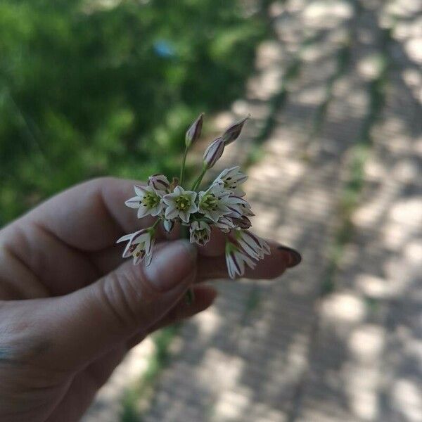 Allium paniculatum 花