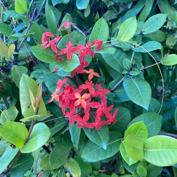 Ixora coccinea Floro