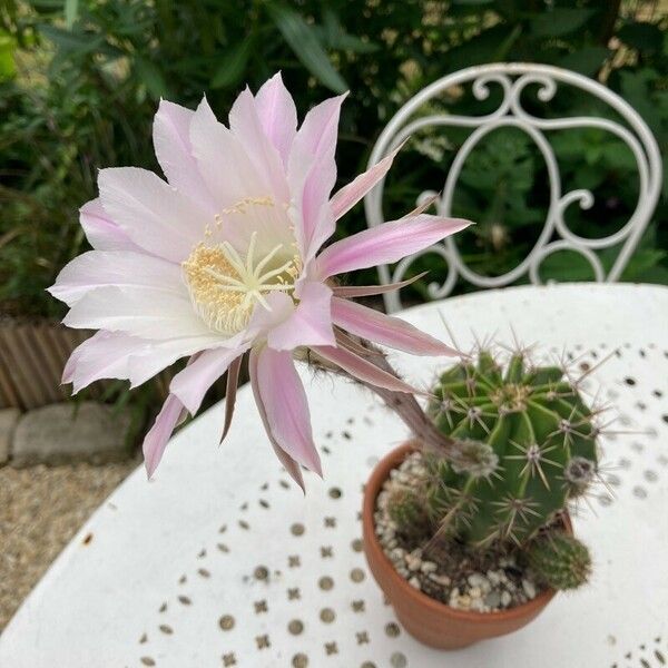 Echinopsis oxygona Žiedas