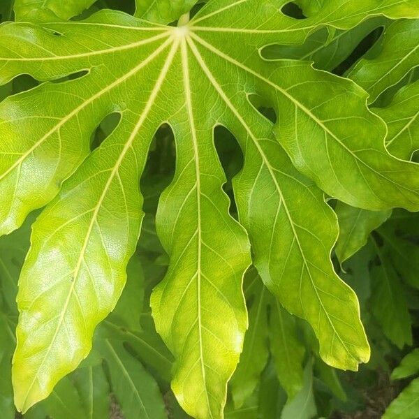 Fatsia polycarpa Ліст