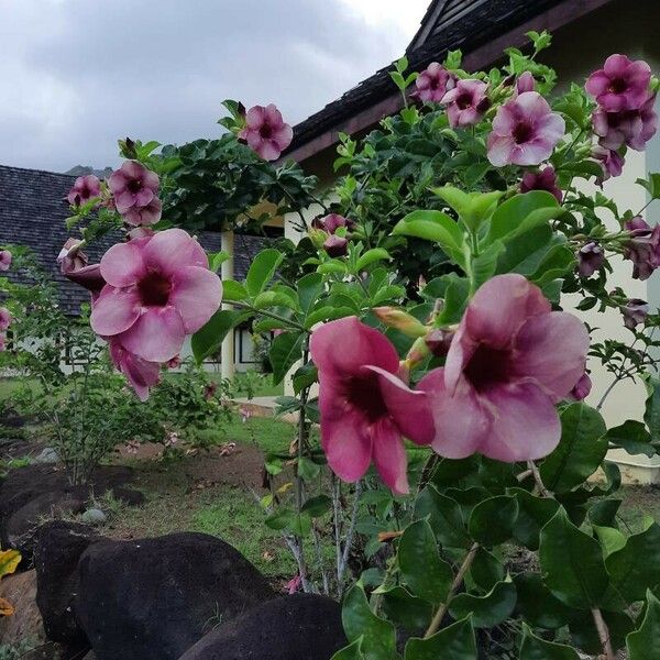 Allamanda blanchetii Іншае