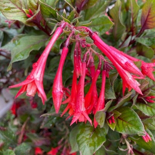 Fuchsia triphylla Cvet