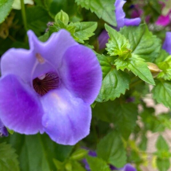 Torenia fournieri Flor