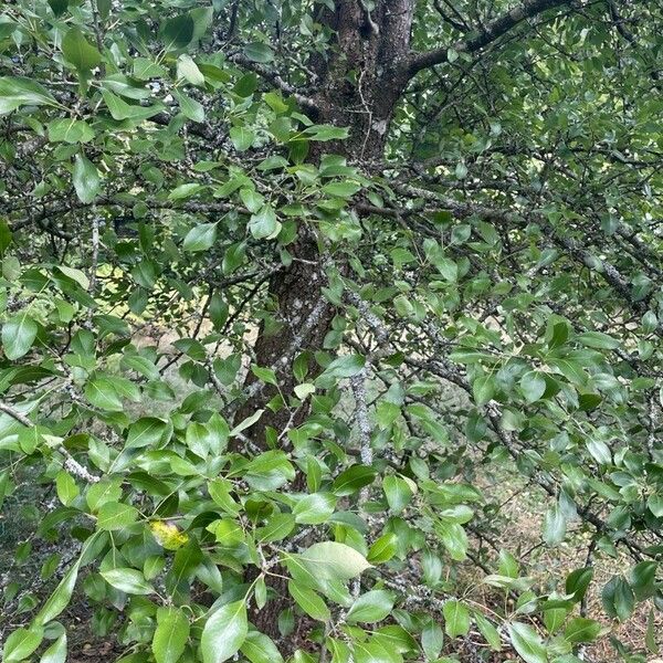 Pyrus spinosa Blad