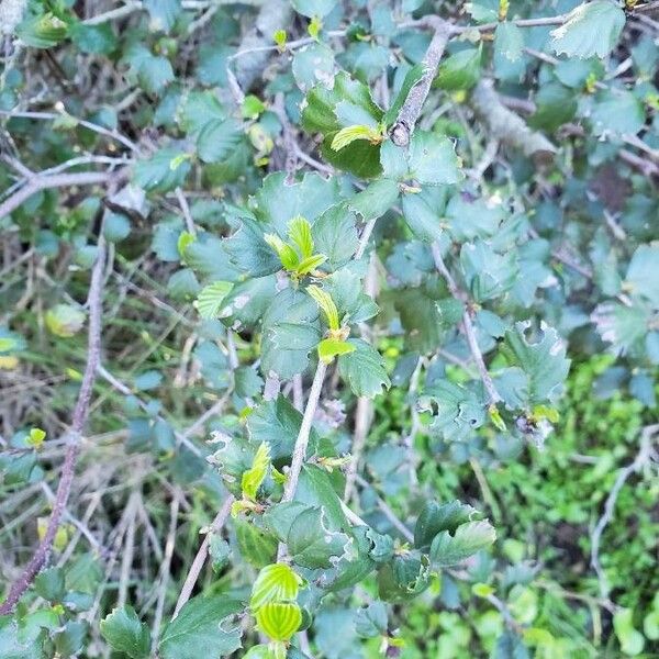 Ceanothus verrucosus Leaf