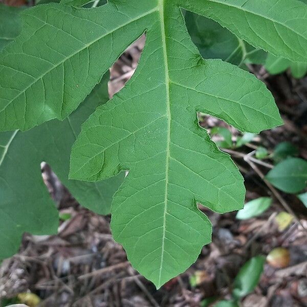 Bocconia frutescens Leaf