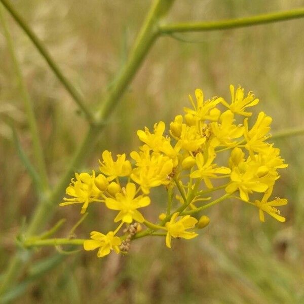 Isatis tinctoria फूल