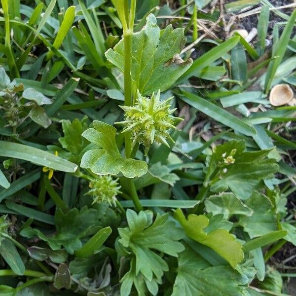 Ranunculus muricatus Fruit