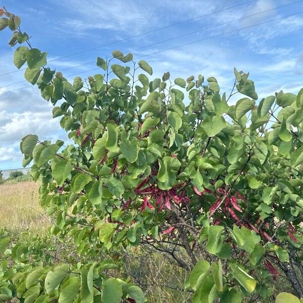 Cercis griffithii Лист