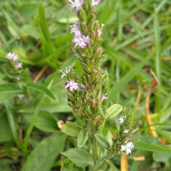 Pseudelephantopus spicatus Flower