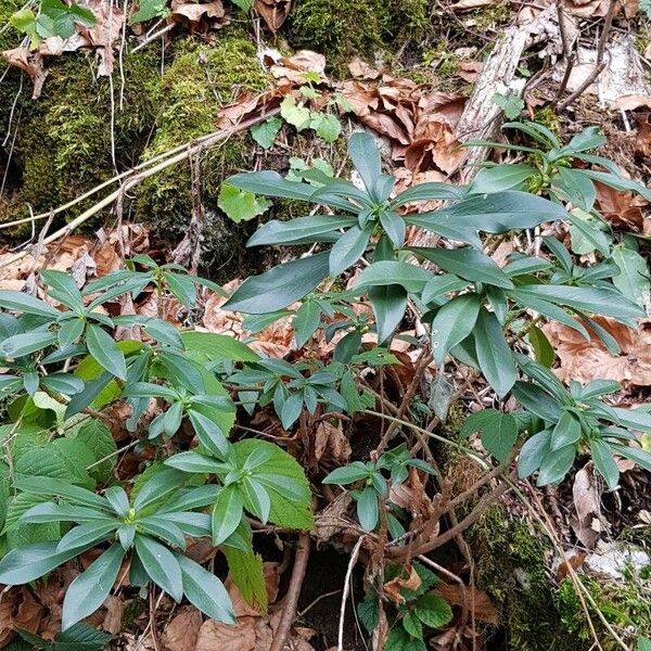 Daphne laureola Hábito