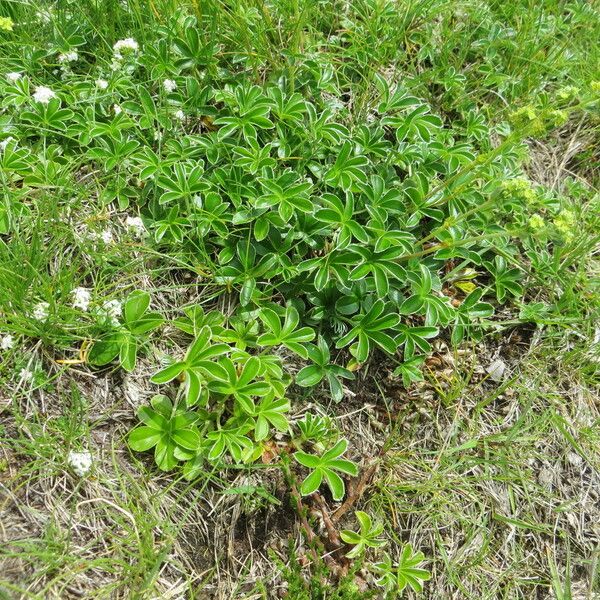 Alchemilla saxatilis Характер