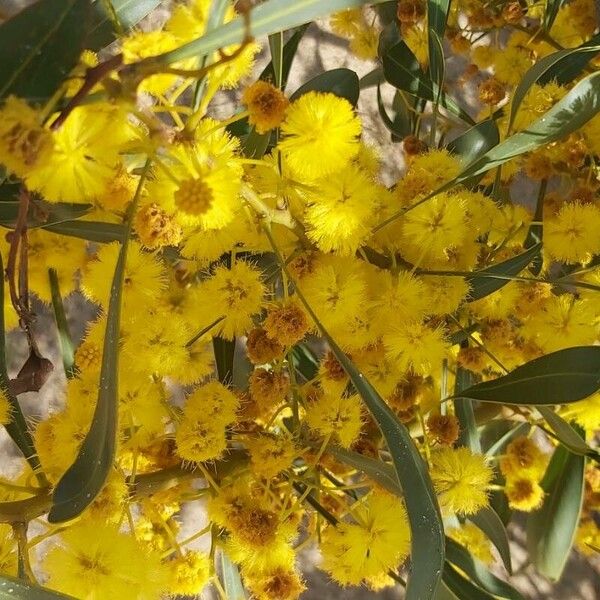 Acacia saligna Flower