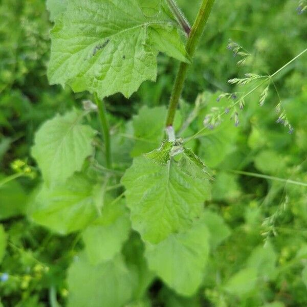 Lapsana communis Leaf