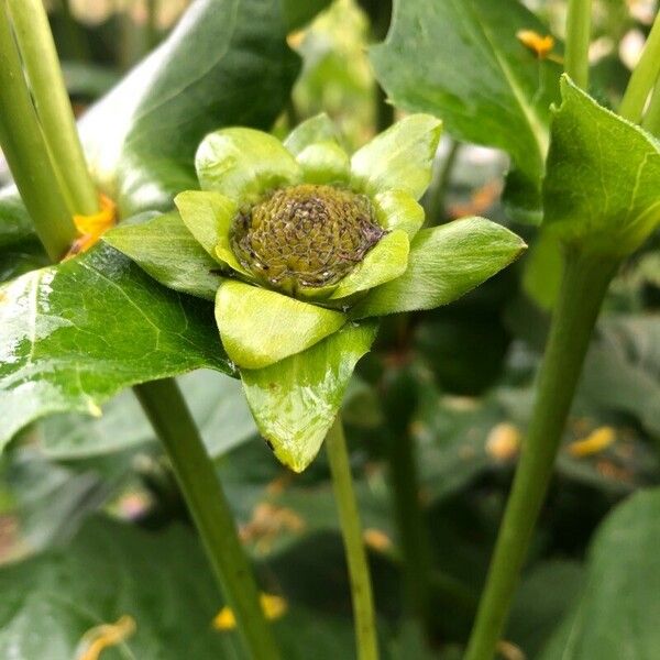 Silphium perfoliatum Frucht