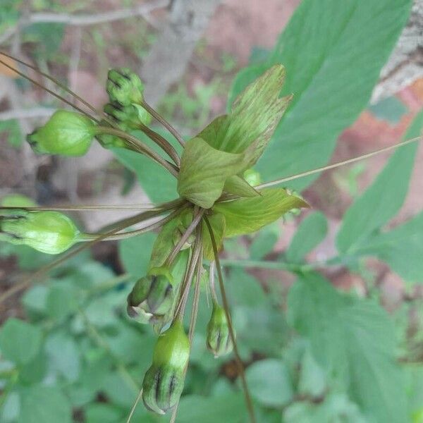 Tacca leontopetaloides Fruit