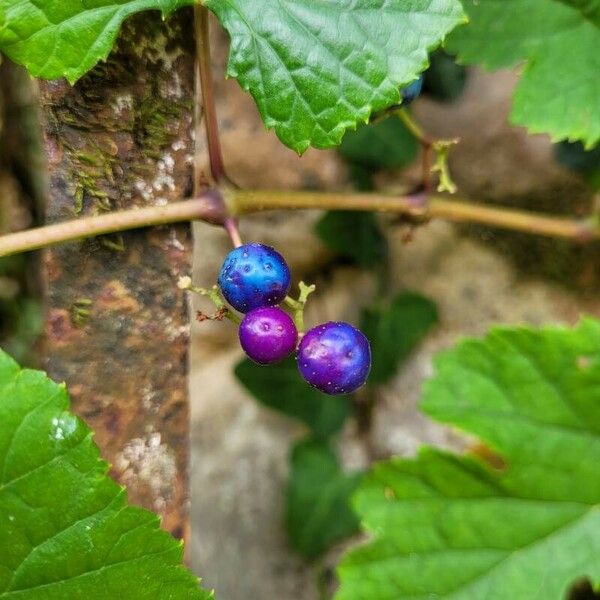 Ampelopsis cordata Gyümölcs