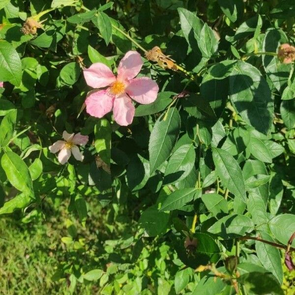 Rosa woodsii Flower