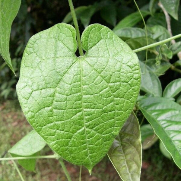 Sicydium tamnifolium Folha
