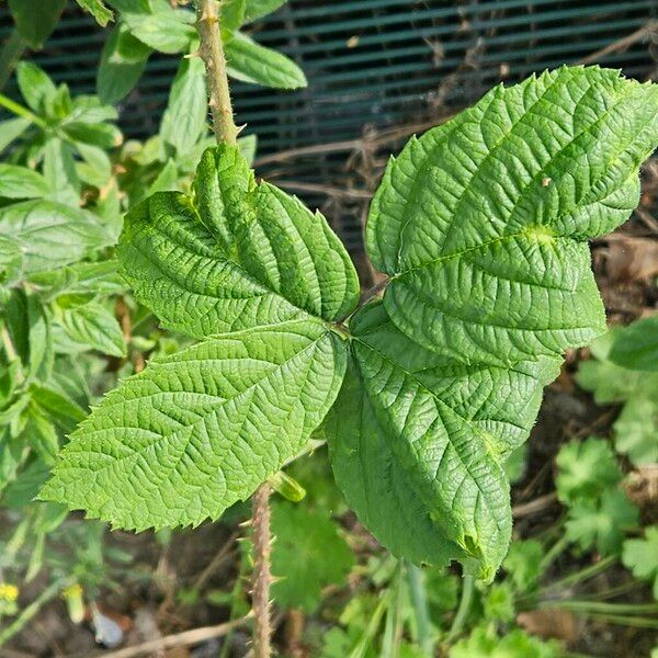 Rubus pruinosus Φύλλο