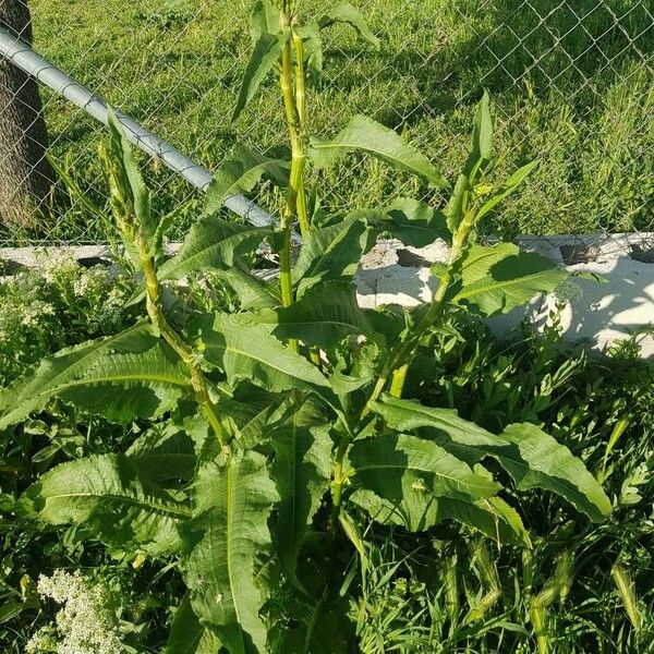 Rumex palustris Pokrój