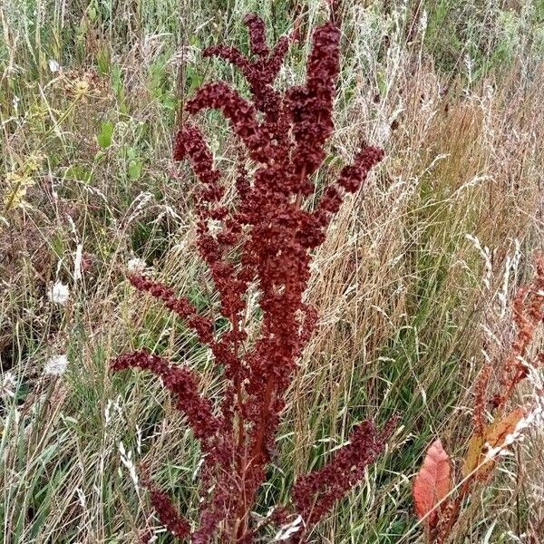 Rumex aquaticus Frukt