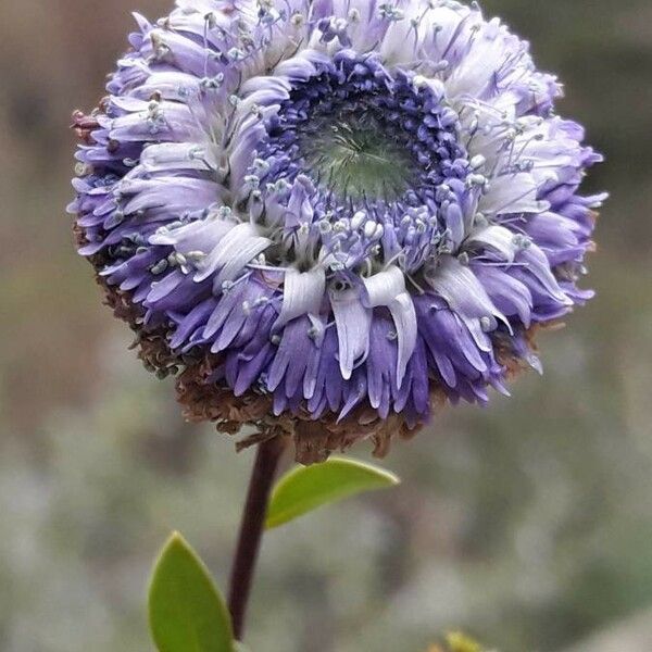 Globularia alypum 花