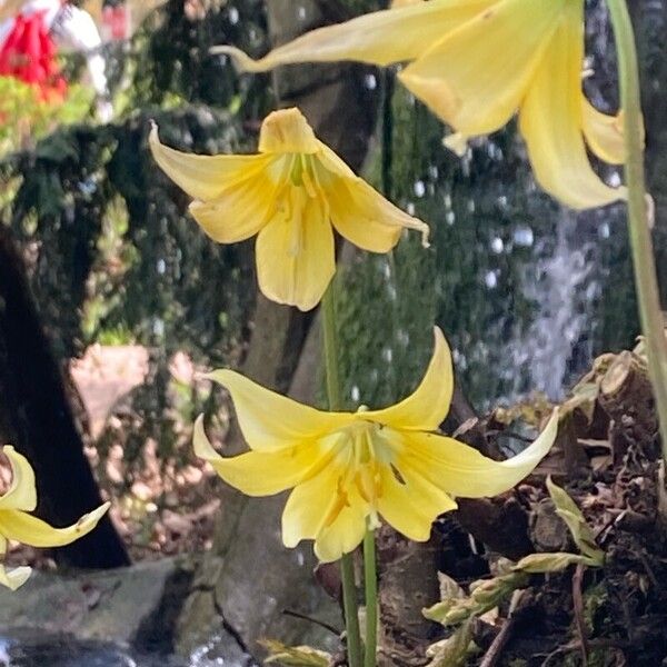Erythronium tuolumnense Květ
