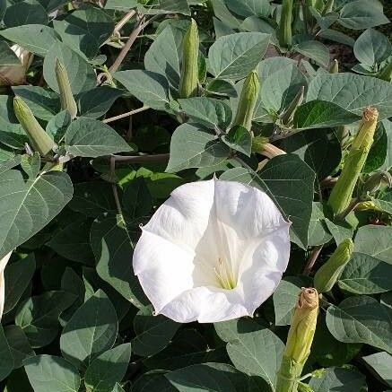 Datura wrightii Blüte