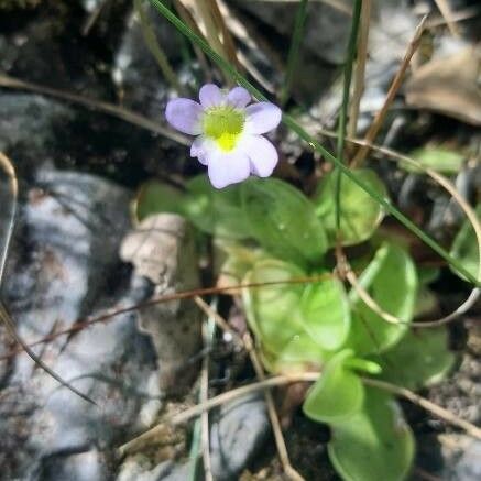 Pinguicula crystallina Žiedas