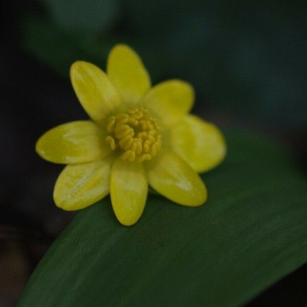 Ranunculus ophioglossifolius 花