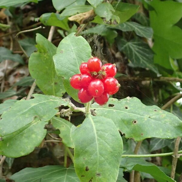 Lonicera periclymenum Vrucht